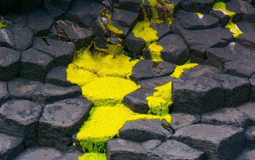 When Life Was Slime: Oxygen, Trace Metals, and Evolution on Earth