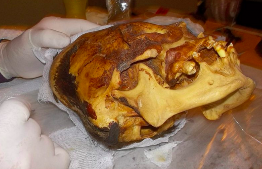 skull